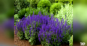 VIDEO/ Greqi, shpërndante drogën e rrezikshme të halucinacioneve, arrestohet shqiptari