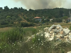 FOTO/ Lushnjë, digjen kodrat e Ardenicës, pishat dhe ullishtat