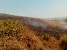 Po pastronte tokën e vet nga ferrat, fermeri djeg 3 dynymë me grurë