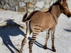 15 adoleshentë përdhunuan një gomar , ja si pëfunduan