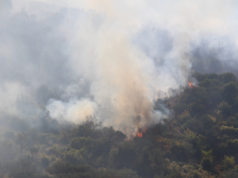 FOTO/ Asgjësoi 7 dynym pyll në Karaburun, arrestohet çobani