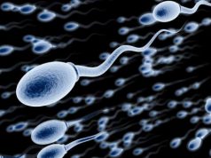 Meshkujt perëndimor vuajnë nga sasia e spermatozoidëve, ja shkaqet