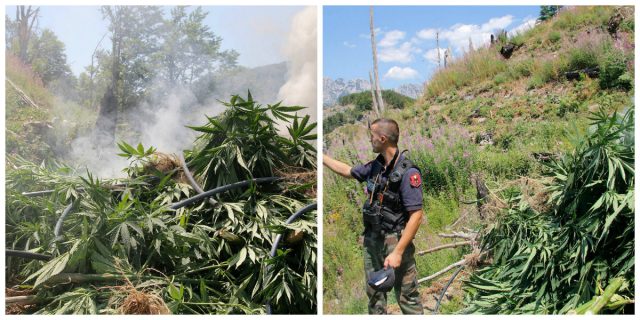 Fotot-me-policet-duke-djegur-kanabis