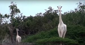 VIDEO/ Filmohet për herë të parë gjirafa e rrallë