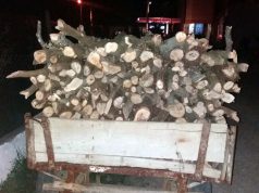 FOTO GALERI/ “Rrafshojnë” pyllin, “rojet” e shtetit ja hedhin me një procedim, “druvarët” i ikin Policisë