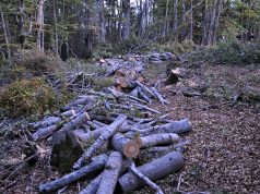 FOTO GALERI/ Për 10 metra kub dru të prera pa leje në pyll ja hedhin me një procedim në gjendje të lirë