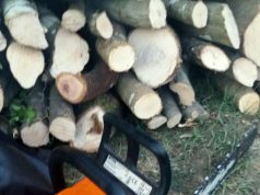 Vlorë, prisnin dru dhe i tregtonin, 4 persona në pranga