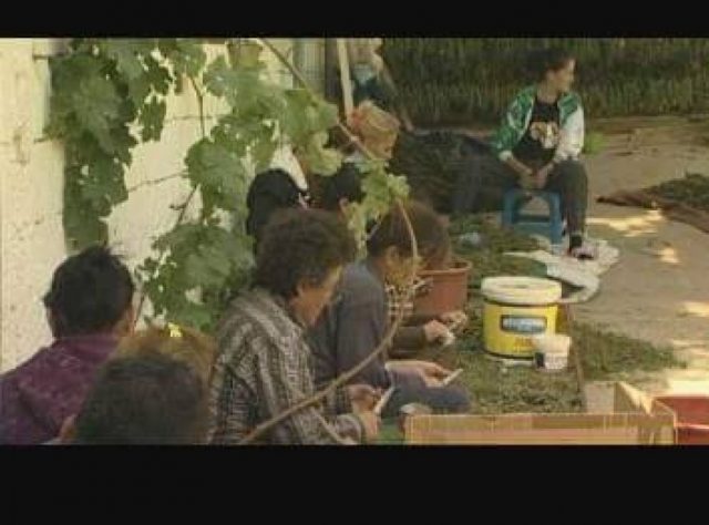 Gra duke punuar kanabis