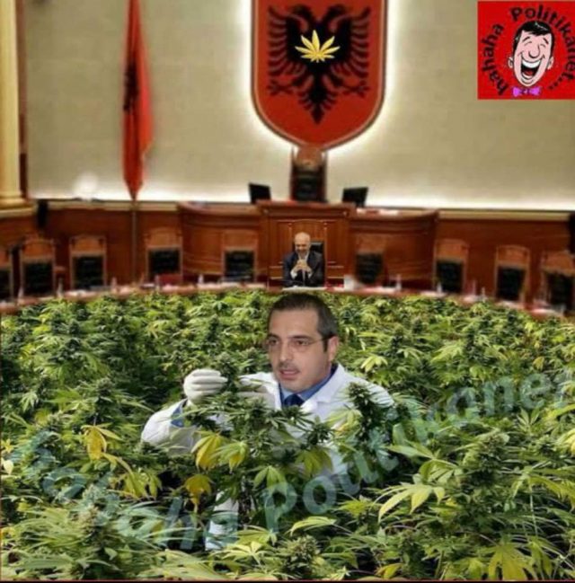 Saimir Tahiri noton ne kanabis