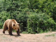 DETAJE/ Elbasan, ariu gjigant tmerron banorët, Policia ngre “Task-Force” me ekspertë “ndërkombëtarë”