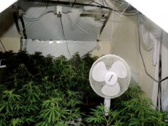 EMRI/ Londër, arrestohet shqiptari që prashiste në fermën e kanabisit