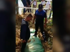 VIDEO/ Roskovec, bllokohet kanabisi i fshehur te sera e perimeve, arrestohet babai me dy djemtë