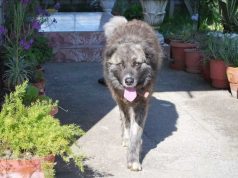 EMRI/ Korçë, e sulmon qeni, vdes në vend i moshuari