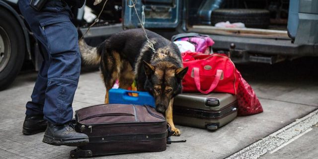 Qeni, kontroll bagazhe