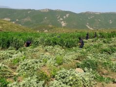 Fshatrat ku do të mbillet kanabisi, qeveria përcakton parcelat. Cilët janë