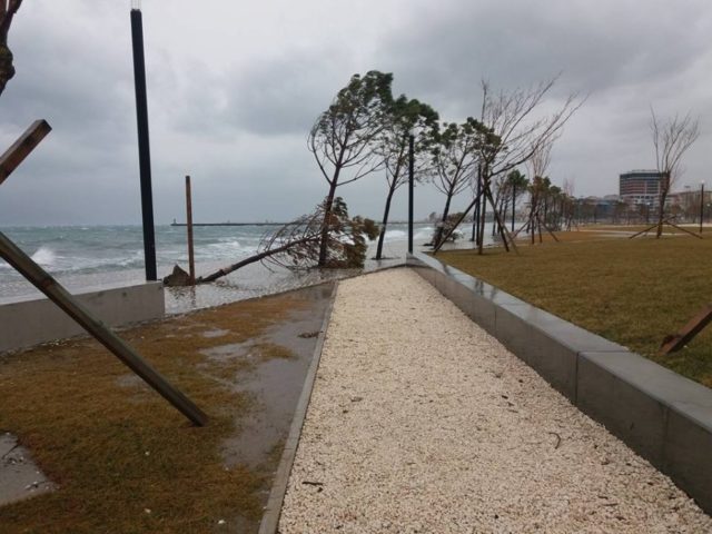 Shkulen pemet, mot i keq1