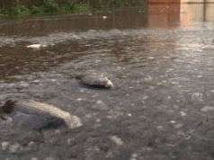 VIDEO/ Çudia në Shkodër, njerëzit në ujë, peshqit në rrugë