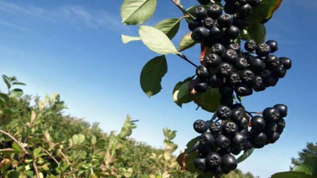 Aronia-770x433