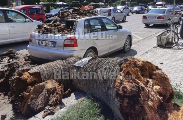 bie-palma-NE-VLORE-1