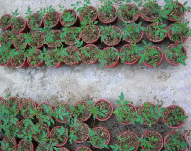 4cba29b1b3fcceae2dbd1d9cfeeb33e1_L