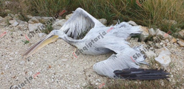 pelikani2_1543312712-9439876