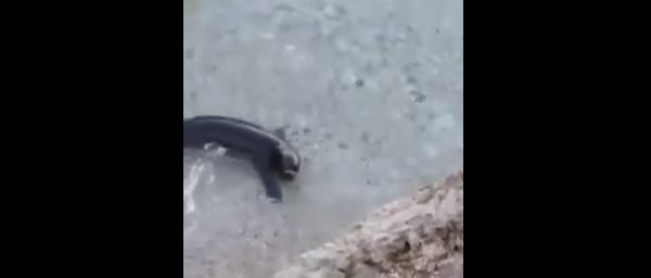 Screenshot_1-14-600x256