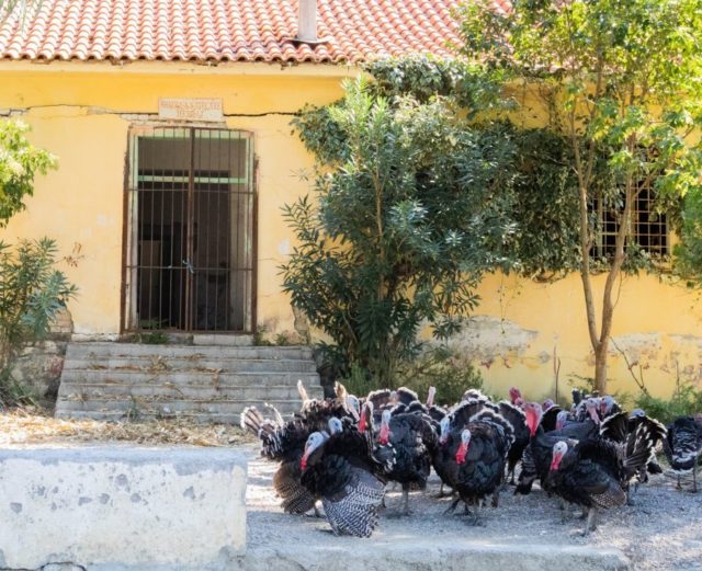 auto_53287718_2212023918885561_2174737092393828352_o1551955695