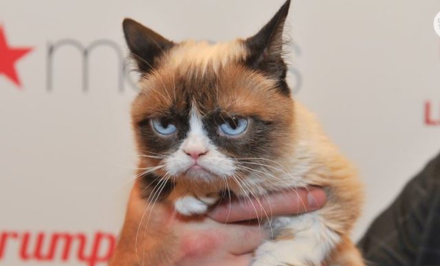grumpy cat