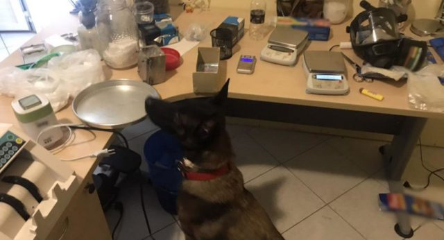 droge greqi laborator qeni