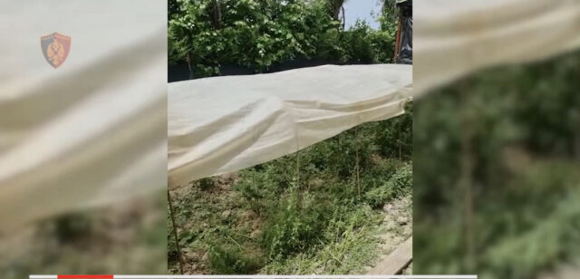 Kapet sasi e madhe kanabisi në një shtëpi në Mamurras