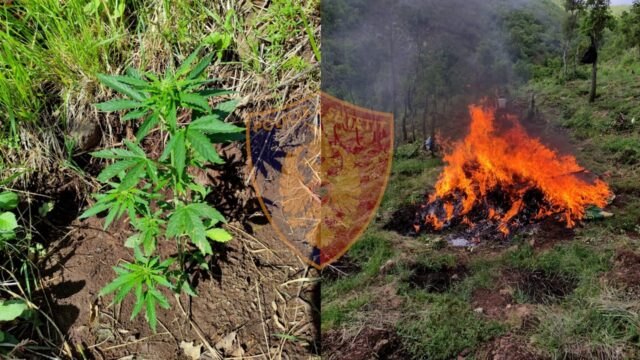 Gjendet sasi e madhe kanabisi e mbjellë në një fshat në Lezhë