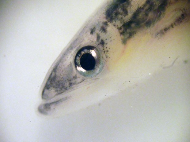 DA11D0D3-56CD-473A-B23F-171DD5FD4014