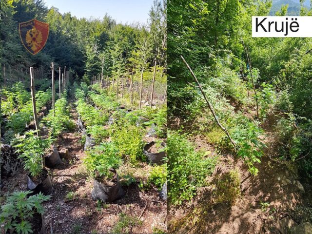 982a78b9-6c25-4739-af1f-4377ca24a3e8